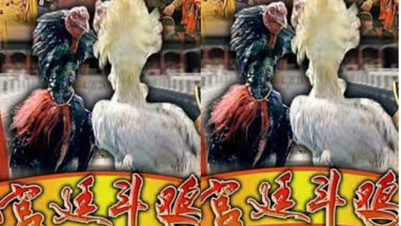 糖心Vlog.贤惠妻子在别人的胯下当狗西门庆